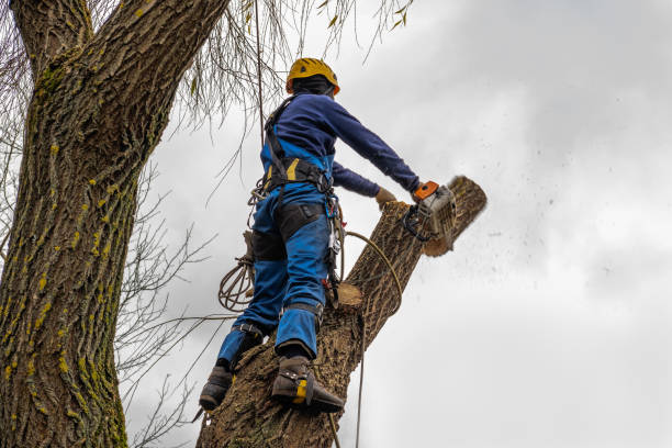 Best Tree Trimming and Pruning  in Malabar, FL