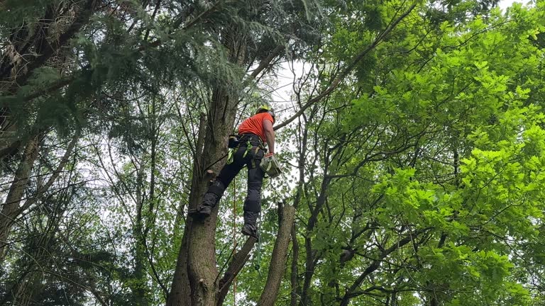 Best Utility Line Clearance  in Malabar, FL