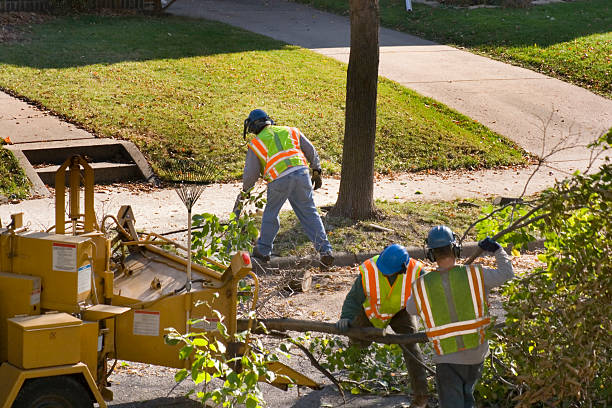 Best Tree Mulching  in Malabar, FL