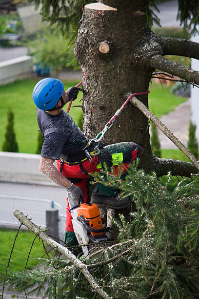 Best Emergency Tree Removal  in Malabar, FL