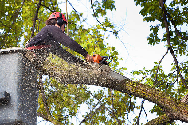 How Our Tree Care Process Works  in Malabar, FL