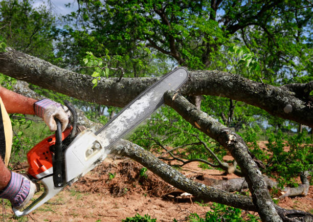 Best Hazardous Tree Removal  in Malabar, FL